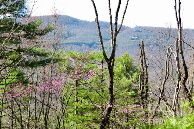 mountain view with a forest view