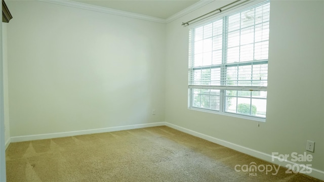 spare room with crown molding, carpet floors, and baseboards