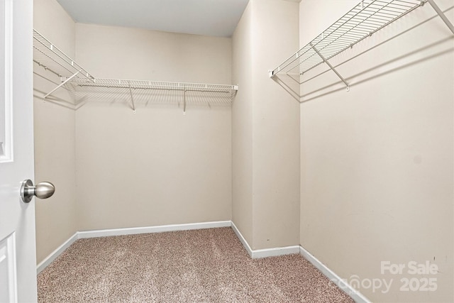 1617 Post Ct, Gastonia, NC 28054 - walk in closet featuring carpet flooring