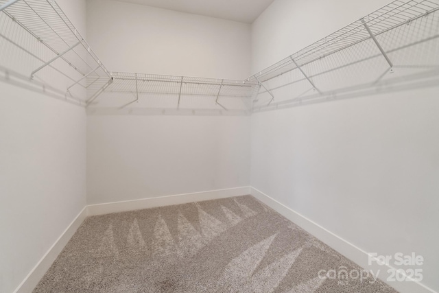 walk in closet featuring carpet floors