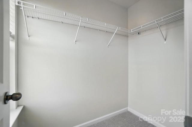 walk in closet featuring carpet flooring