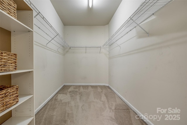 spacious closet featuring carpet