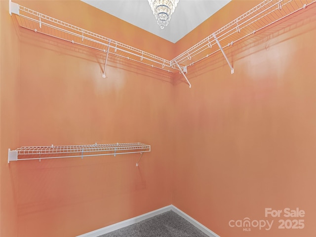 walk in closet featuring carpet