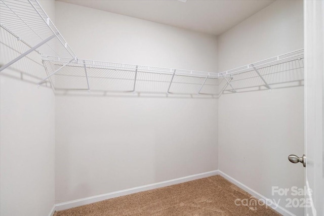 walk in closet featuring carpet flooring