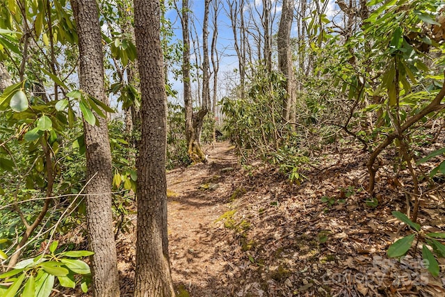 view of local wilderness