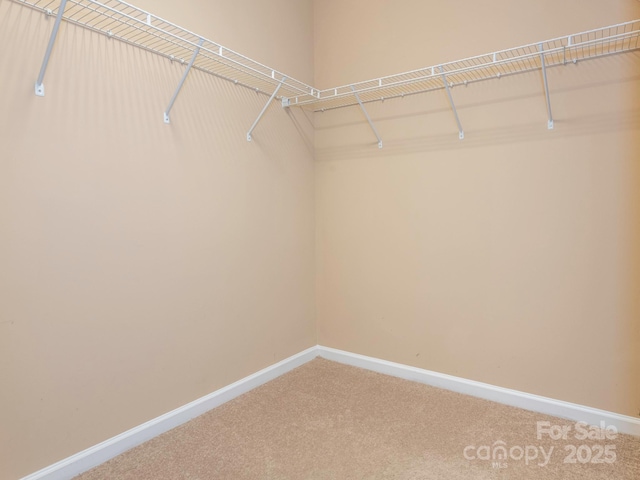 walk in closet with carpet