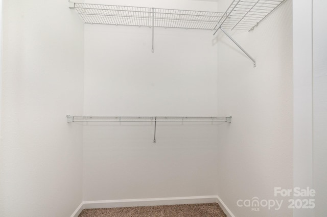 walk in closet with carpet floors