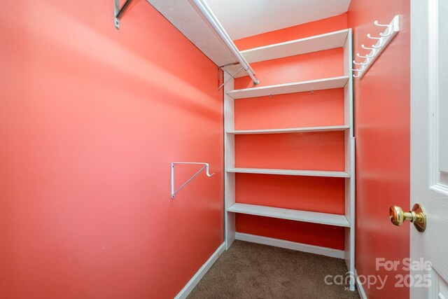 walk in closet with carpet flooring