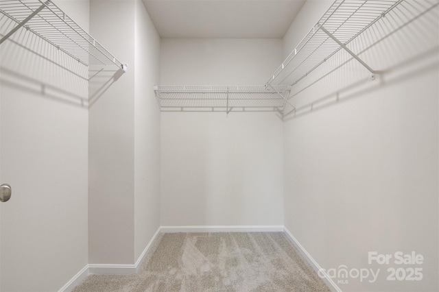 walk in closet with carpet floors