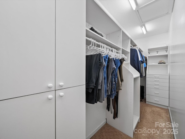 spacious closet with attic access and carpet floors