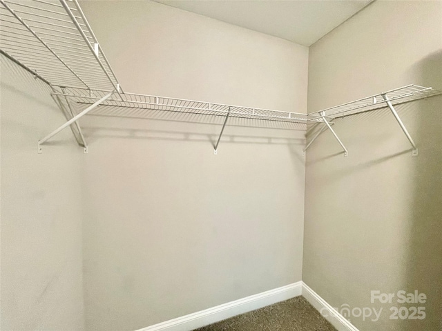 spacious closet featuring carpet