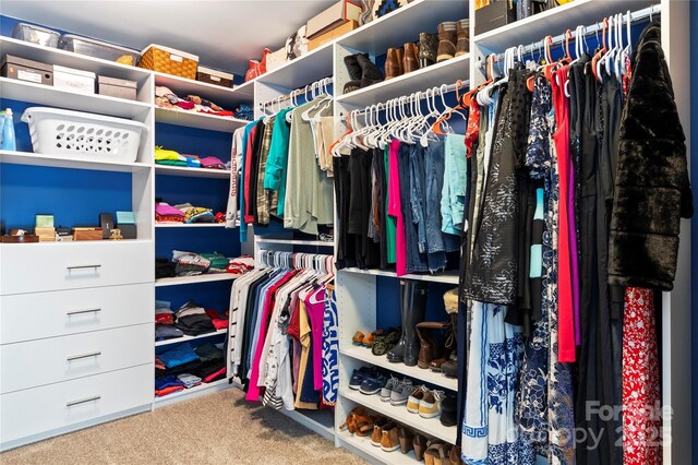 spacious closet featuring carpet flooring