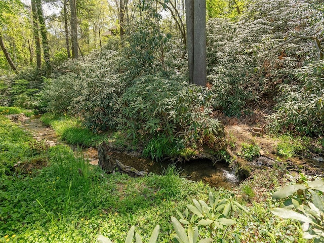view of local wilderness