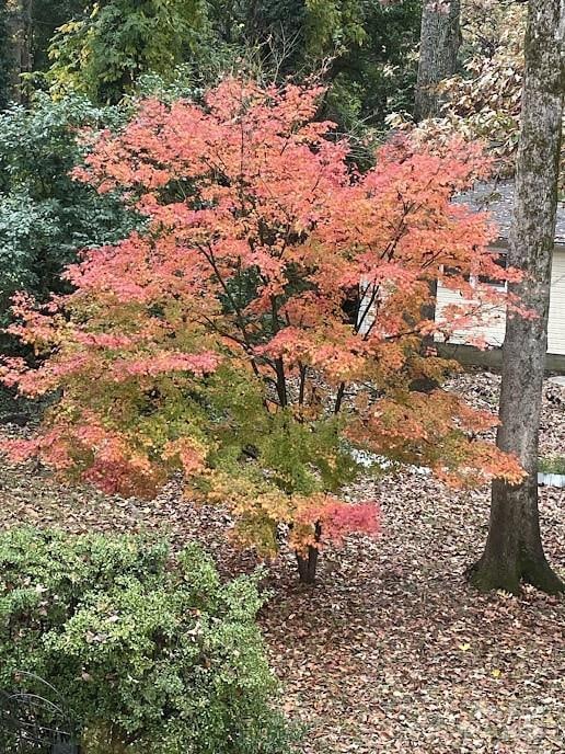 view of yard with a wooded view
