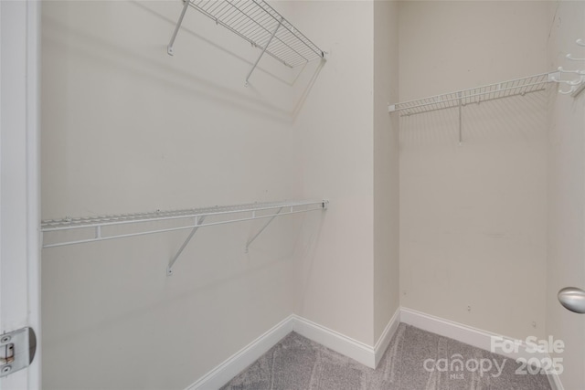 walk in closet with carpet floors