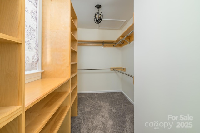walk in closet featuring carpet floors