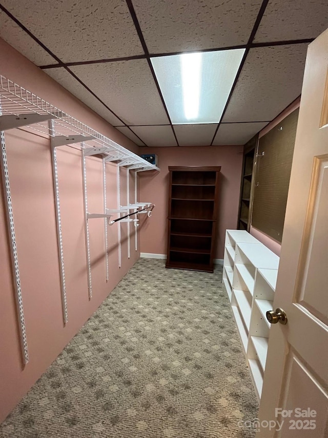 spacious closet with carpet flooring and a paneled ceiling