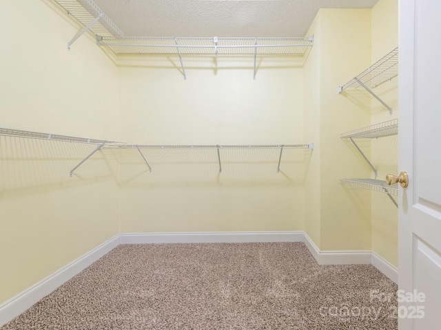 walk in closet with carpet