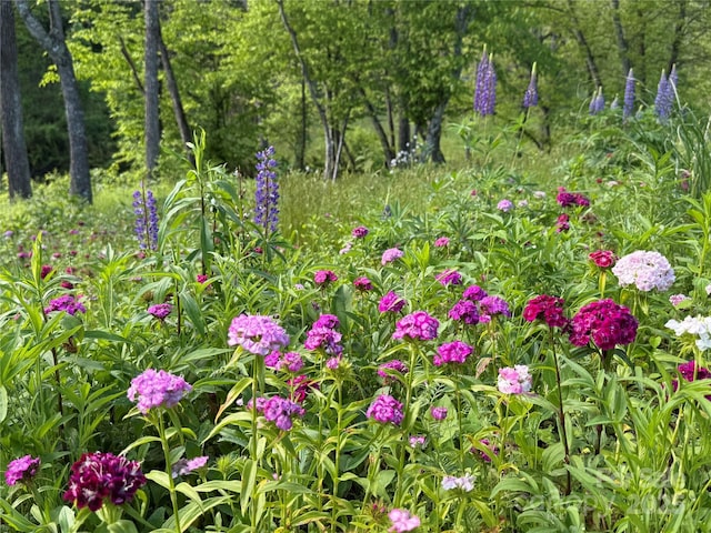 101 Garrison Rd, Mars Hill, NC 28754 - view of local wilderness