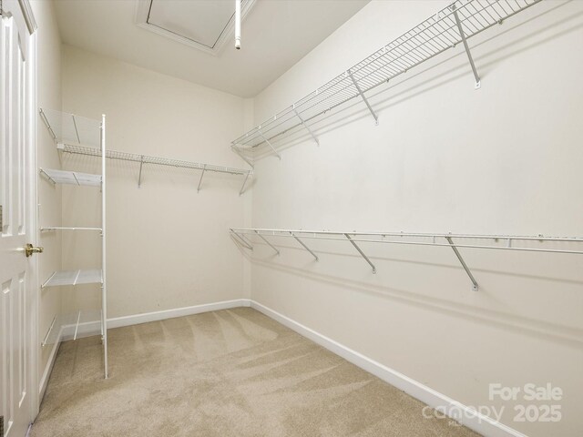 walk in closet with attic access and light colored carpet