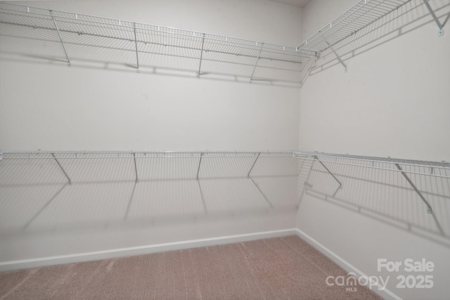 walk in closet featuring carpet flooring