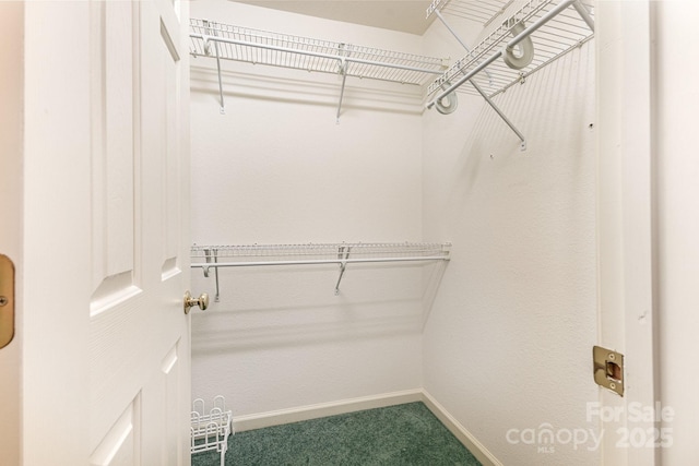 walk in closet featuring carpet floors