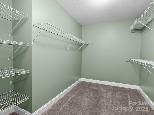 spacious closet featuring carpet floors
