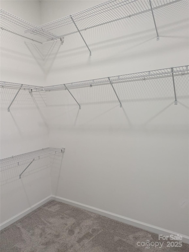 spacious closet featuring carpet