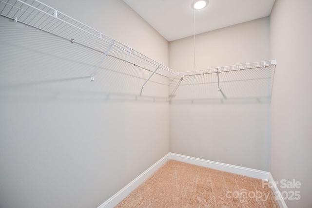 spacious closet with carpet