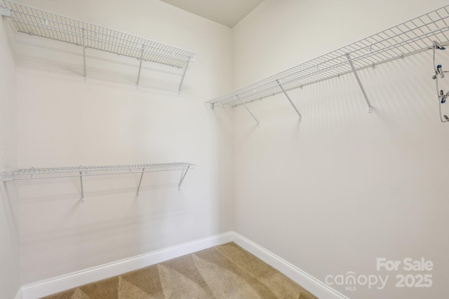 walk in closet featuring carpet floors