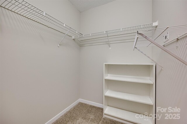 spacious closet featuring carpet flooring