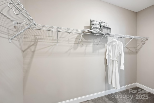 walk in closet with carpet flooring