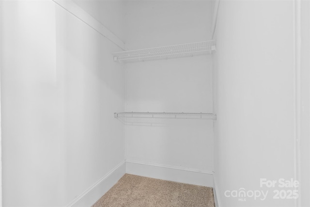 walk in closet with carpet floors