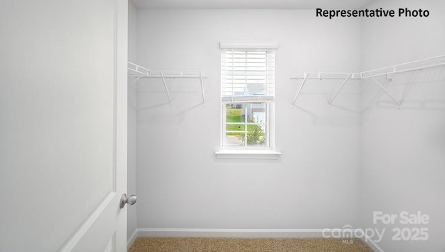 walk in closet featuring carpet flooring