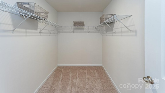 spacious closet featuring carpet flooring