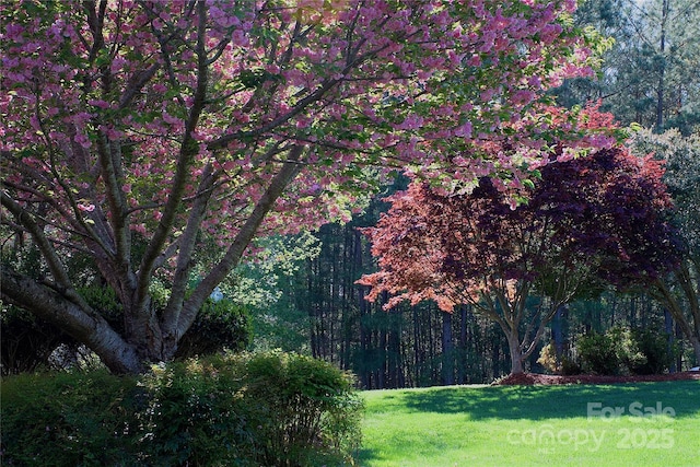 5342 Beacon Ridge Dr, Granite Falls, NC 28630 - view of grassy yard with a forest view