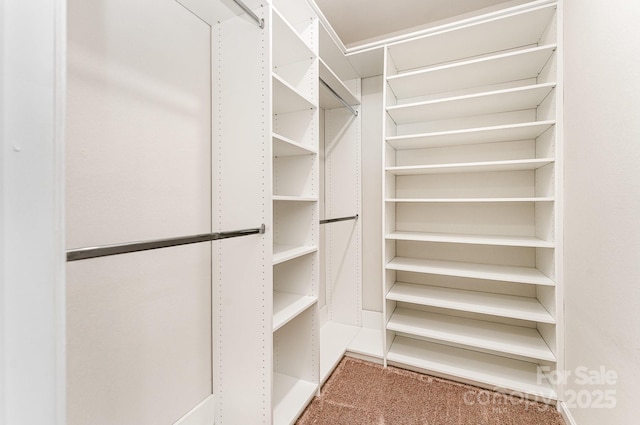 walk in closet featuring carpet flooring