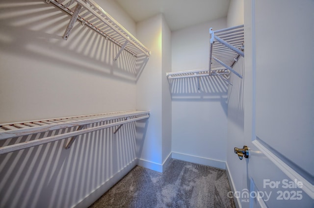 walk in closet with carpet floors