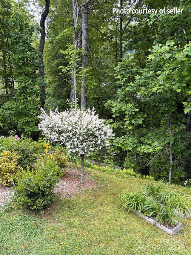 20 Howell Rd, Brevard, NC 28712 - view of yard