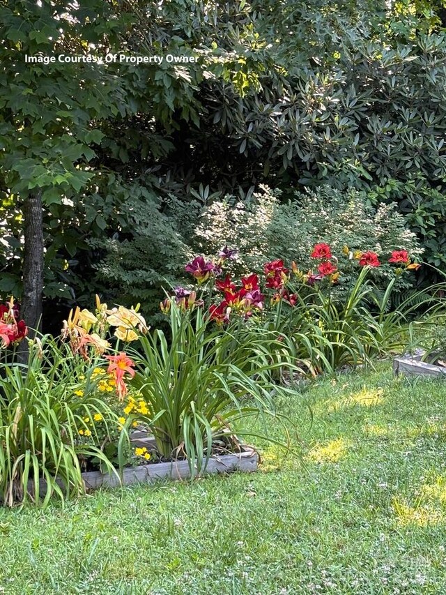 20 Howell Rd, Brevard, NC 28712 - view of yard