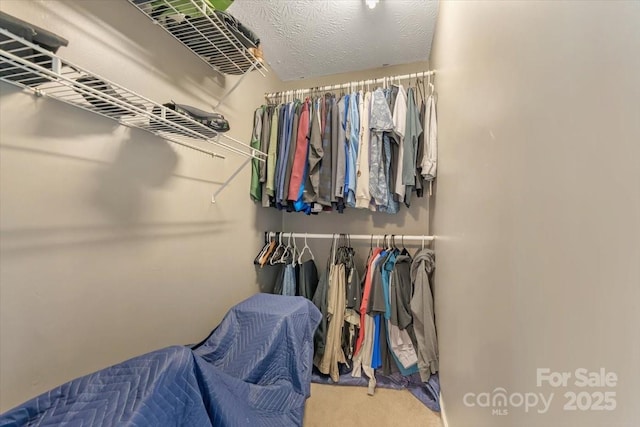 walk in closet featuring carpet floors