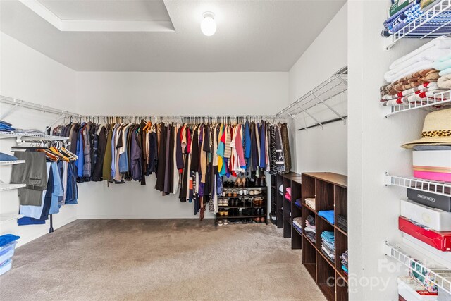 spacious closet featuring carpet flooring