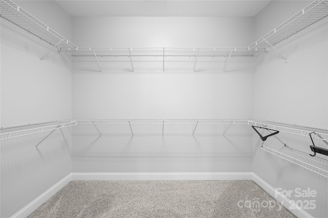 spacious closet featuring carpet flooring