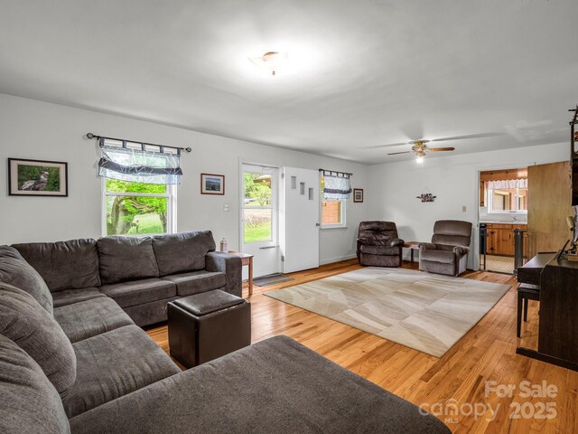 living room with plenty of natural light, light wood finished floors, and ceiling fan
