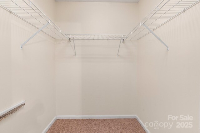 walk in closet featuring carpet flooring
