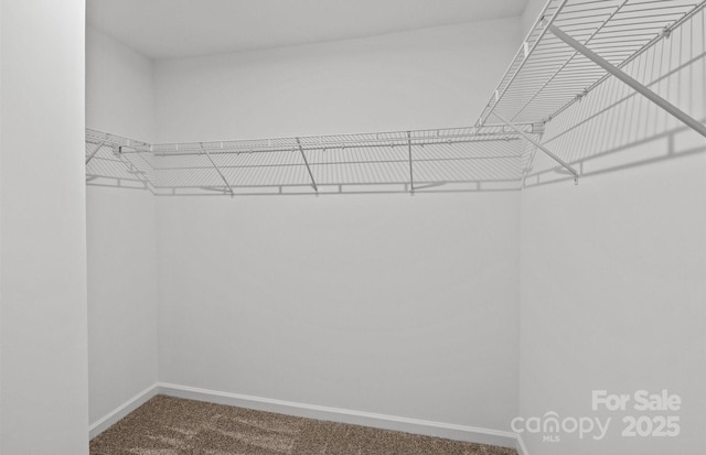 spacious closet featuring carpet floors