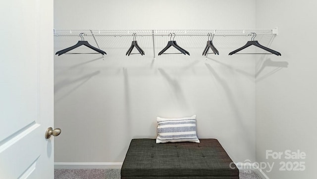 walk in closet with carpet flooring