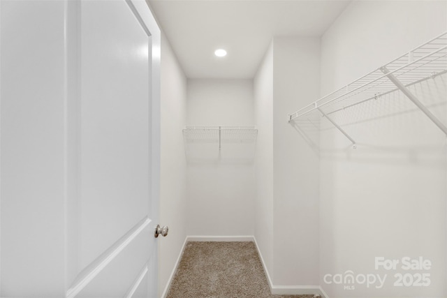 walk in closet featuring carpet