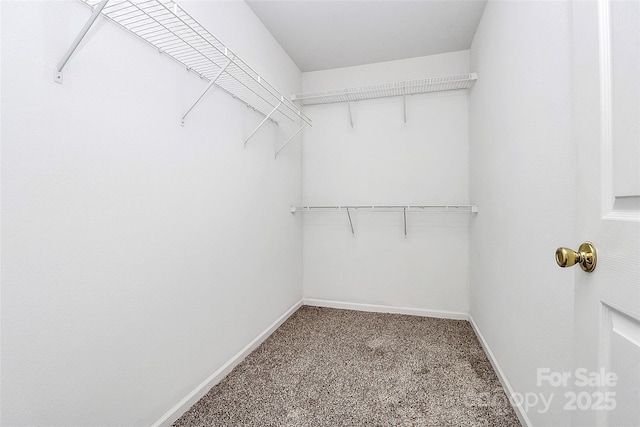 walk in closet featuring carpet flooring