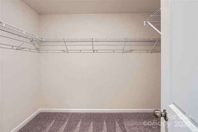 walk in closet with carpet
